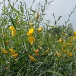 Sunhemp
