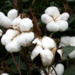 cotton