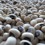 cowpea