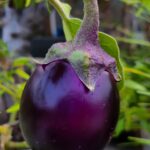 brinjal