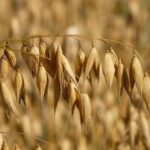 Oats