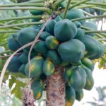 papaya