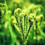 ragi