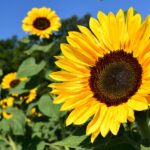 sunflower
