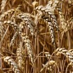 wheat